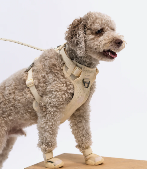 Caesar 1 Dog Shoes | RifRuf — Puppy Picnic Co.